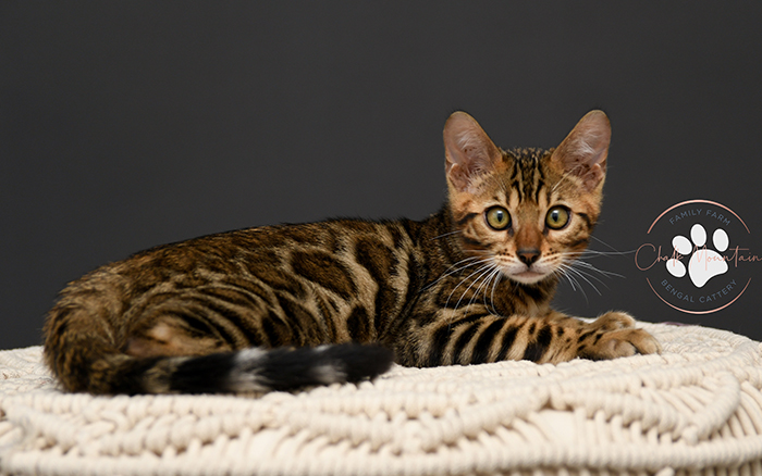 Bengal kitten for sale near dallas